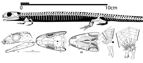 Westlothiana lizzaie