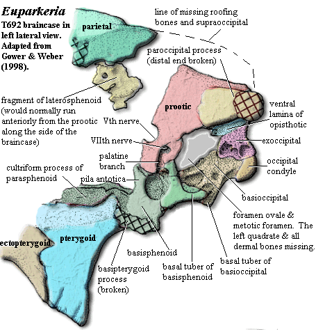 Euparkeria left braincase. Gower & Weber (1998)