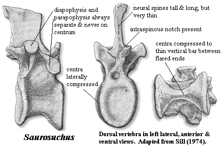 Saurosuchus dorsal vertebra. Sill (1974)