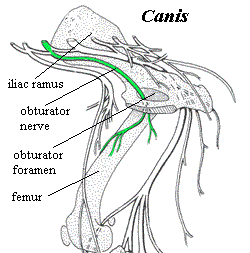 Obturator nerve in the dog