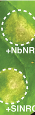 Subfunctionalization of NRC3 altered the genetic structure of the Nicotiana NRC network