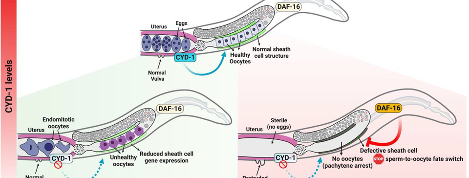 A non-canonical role of somatic Cyclin D/CYD-1 in oogenesis and in maintenance of reproductive fidelity, dependent on the FOXO/DAF-16 activation state