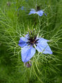 Nigella damascena