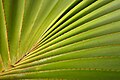 Detail of the base of the leaves of this plant