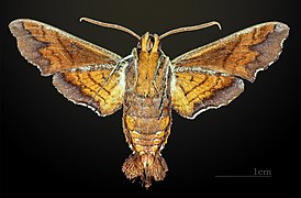 ventral