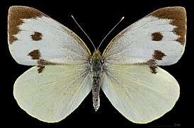 Dorsal side