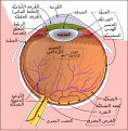 العربية Arabic