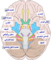 العربية