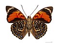 Museum specimen ♂ △ - Ventral side