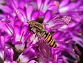 Image 24Hoverfly on a flower