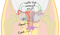 العربية