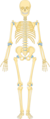 Skeleton