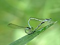 Mating pair