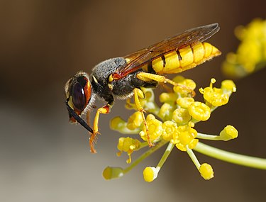 Hymenoptera (Wasps & bees)