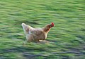 Image 17Hen running