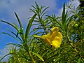 Flower (lateral) and leaves