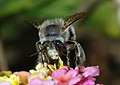 Image 23Solitary bee feeding