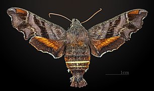 dorsal