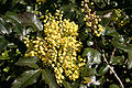 Mahonia aquifolium 02 - Blossoms