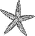 Starfish (PSF).png