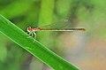 Agriocnemis pygmaea female