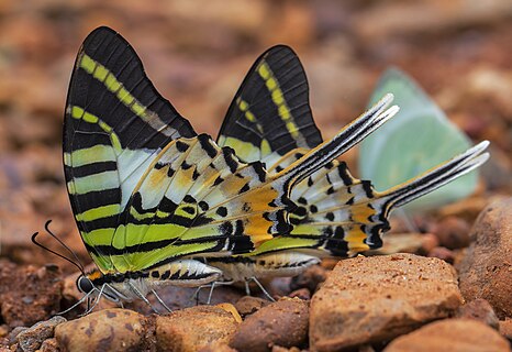 Close wing puddling position of Graphium antiphates (Cramer, 1775) - Five-bar Swordtail