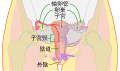 中文（繁體）