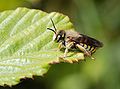 Image 100Solitary bee