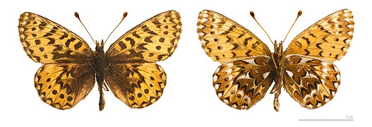 Museum specimen ♂ Both sides