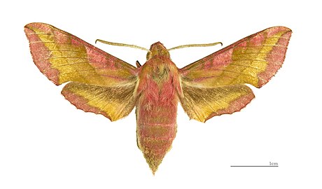 Dorsal side.