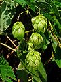 Close-up of cones