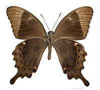 Museum specimen ♂ △ - Ventral side