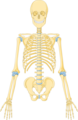 Skeleton