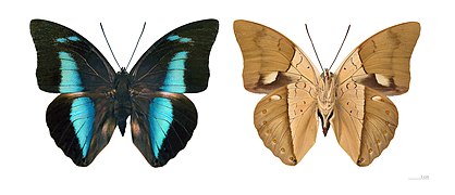 Museum specimen ♂ Both sides