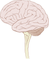 Brain human lateral view.svg (By Patrick J. Lynch; Creative Commons Attribution-Share Alike license)