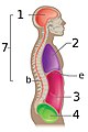 Lateral view only — labels