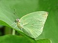 Catopsilia pomona 'pomona' male f. hilaria