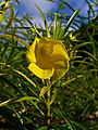 Flower (frontal)