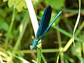 Calopteryx virgo (male)