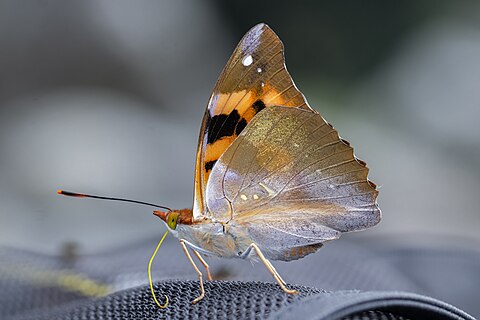 Close wing puddling of Dilipa morgiana (Westwood, 1851) - Golden Emperor