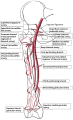 Thigh arteries.svg