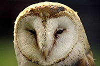 Tyto alba