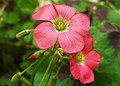 Oxalis tetraphylla