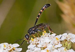 Male