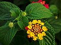 Image 109Flower and leaves of Lantana camara