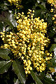 Mahonia aquifolium 03 - Blossoms