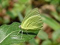 Catopsilia pomona 'crocale' male f. alcmeone