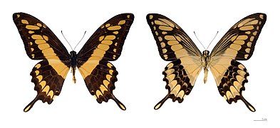 Museum specimen ♂ Both sides