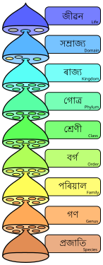 অসমীয়া