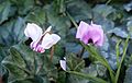 A late Cyclamen hederifolium and an early Cyclamen coum blooming together